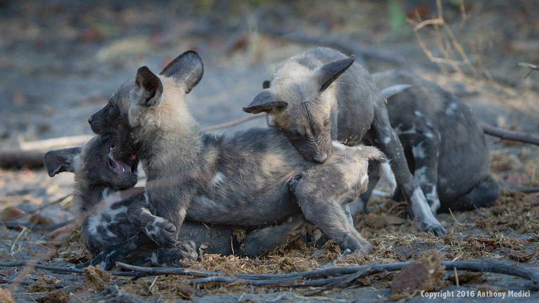 0804-Moremi-Khwai-Hyena-Pan-20160804-1626-AnthonyMedici-DD005732.jpg