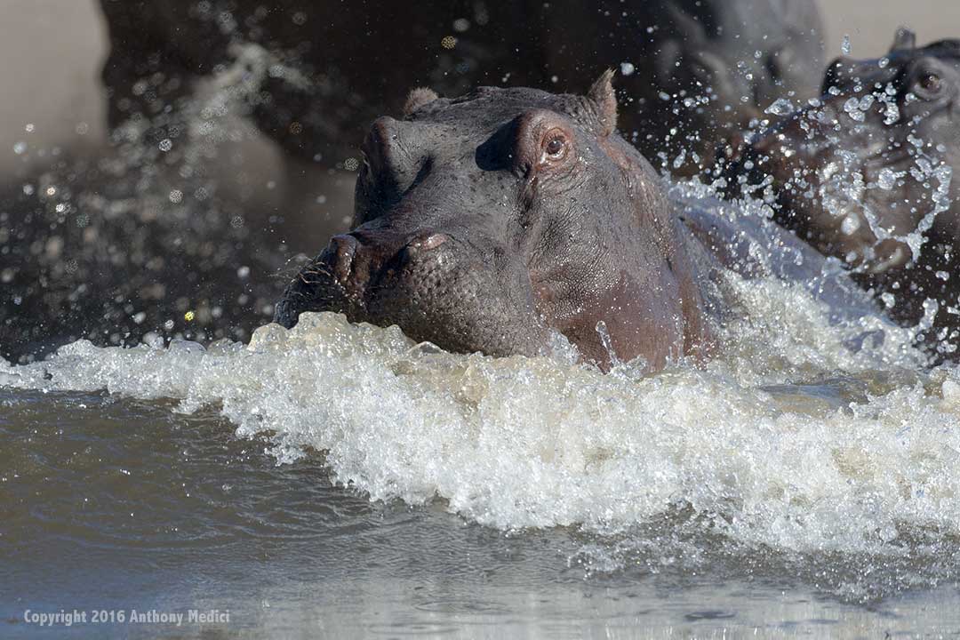 0805-Moremi-Khwai-Hyena-Pan-20160805-0953-AnthonyMedici-DD005816.jpg