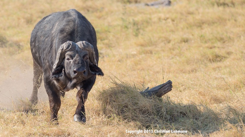 1-20130825-Botswana-2539.jpg