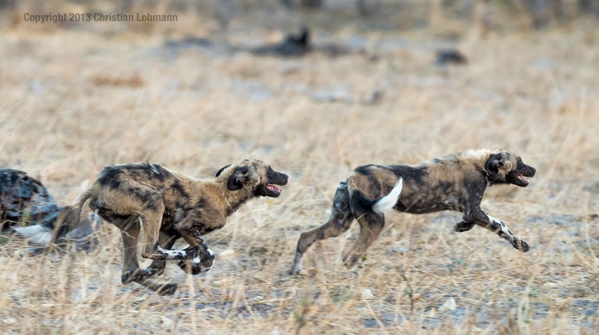 20130825-Botswana-2725.jpg