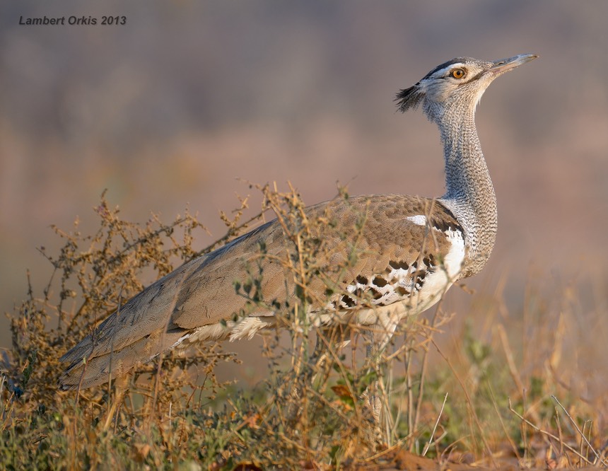 8169 Chobe D800e 80-400 8-28-13.JPG