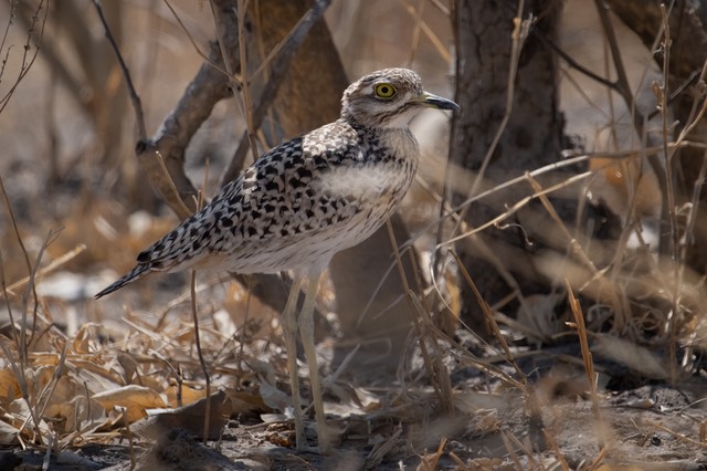 Botswana - Chobe - Savuti -20230927-1020-AnthonyMedici-Z80 6076