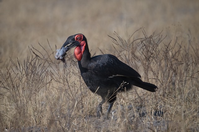 Botswana - Chobe - Savuti -20230929-0820-AnthonyMedici-Z90 4834