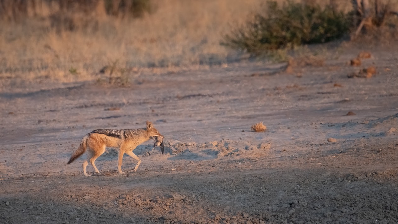 Botswana - Chobe - Savuti -20230928-1810-AnthonyMedici-Z90 3418