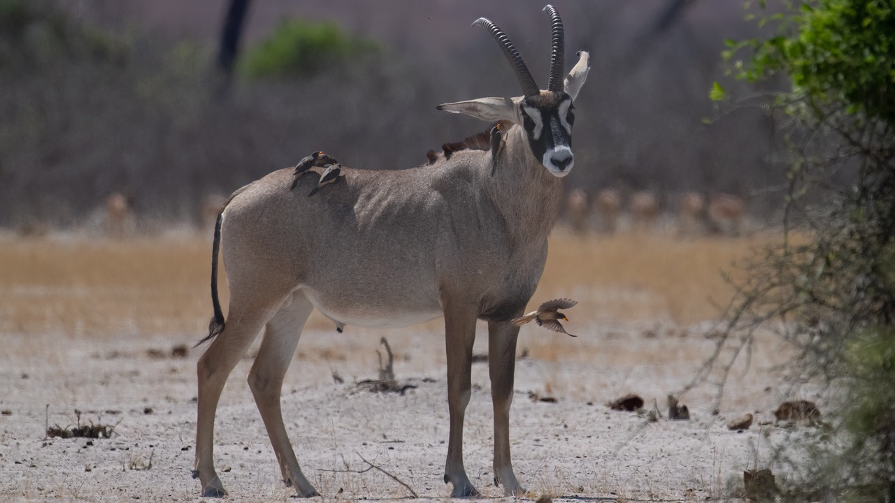 Botswana - Chobe - Savuti -20230927-1005-AnthonyMedici-Z80 5863