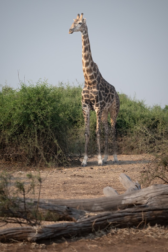 Botswana - Chobe - Serondella -20230929-1628-AnthonyMedici-Z80 9488