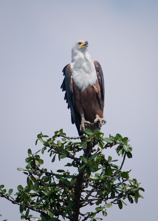 Botswana - Chobe - Serondella -20230930-1416-AnthonyMedici-Z80 0185