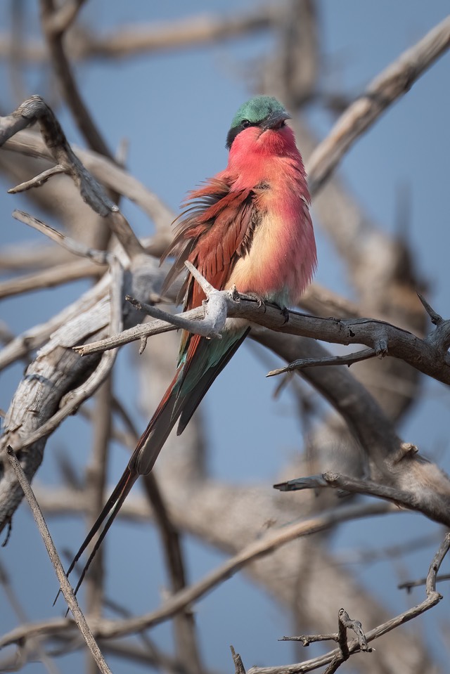 Botswana - Chobe - Serondella -20230930-0812-AnthonyMedici-Z80 9528