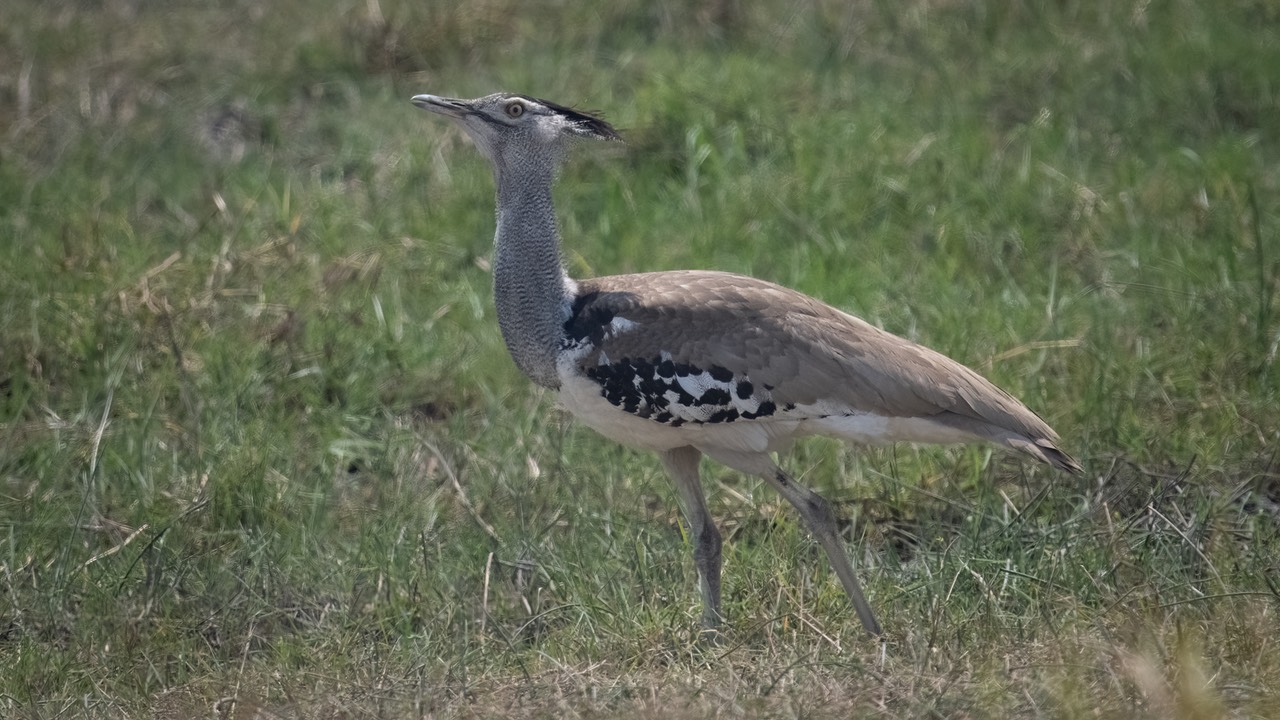 Botswana - Chobe - Serondella -20230930-1114-AnthonyMedici-Z90 6655