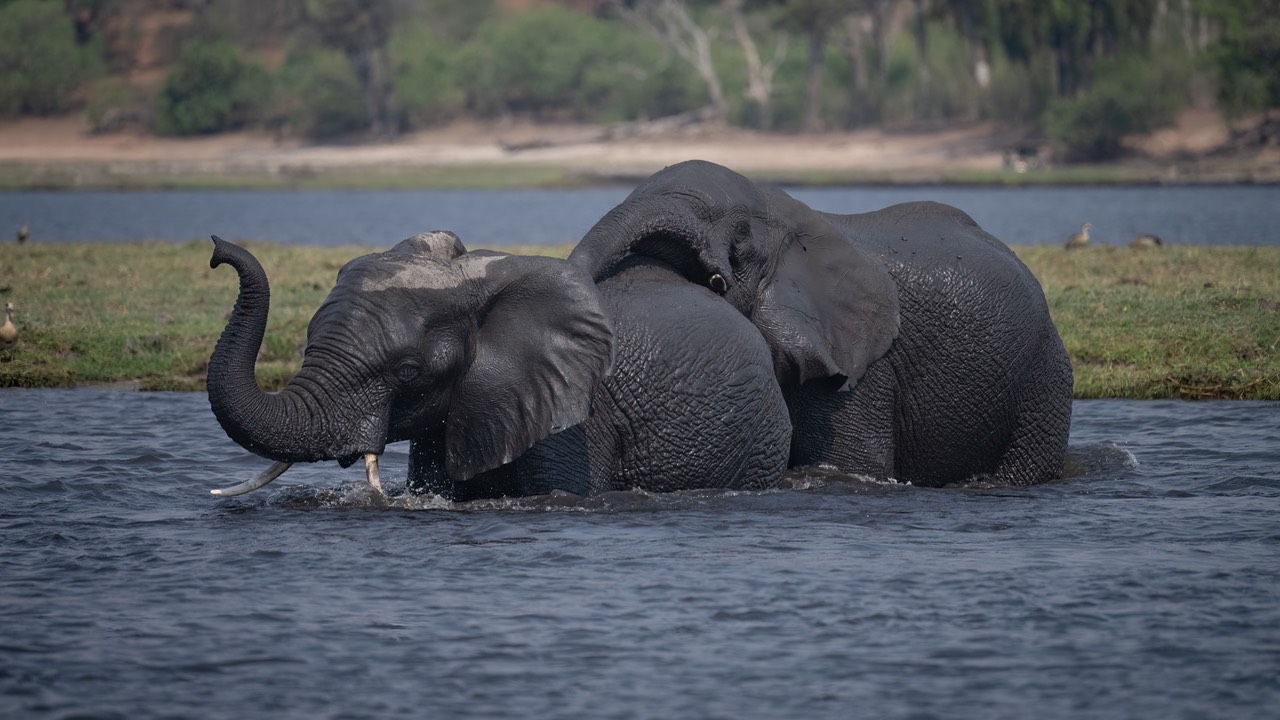 Botswana - Chobe - Serondella -20230930-1448-AnthonyMedici-Z90 7515