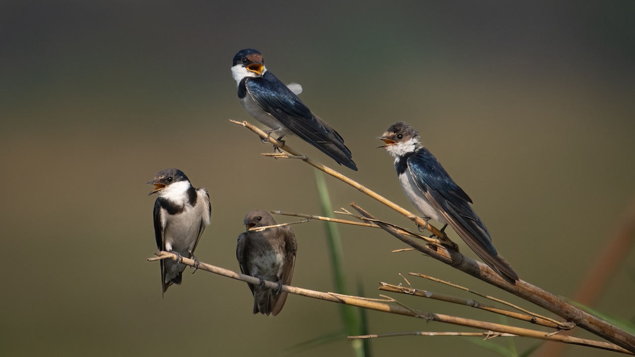 Botswana - Chobe - Serondella -20230930-1601-AnthonyMedici-Z80 2058