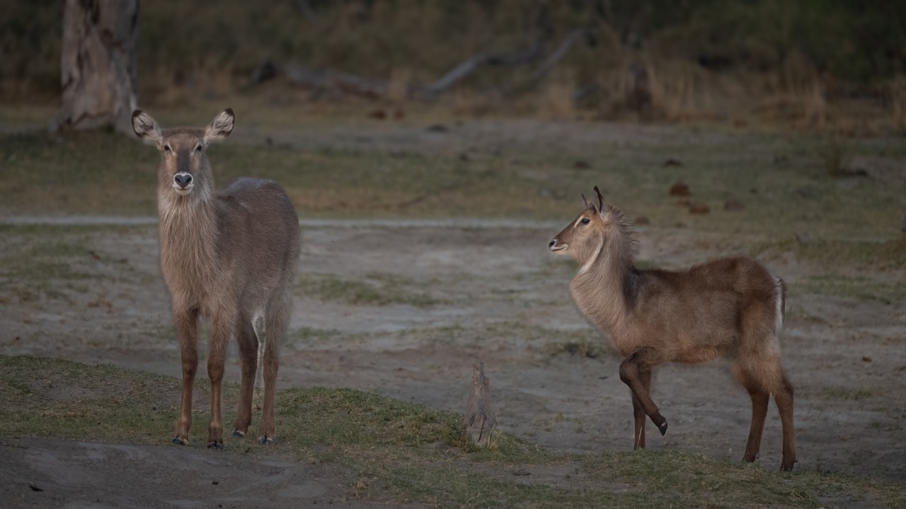 Botswana - Moremi - Xakanaxa -20230923-0047-AnthonyMedici-Z90 8247