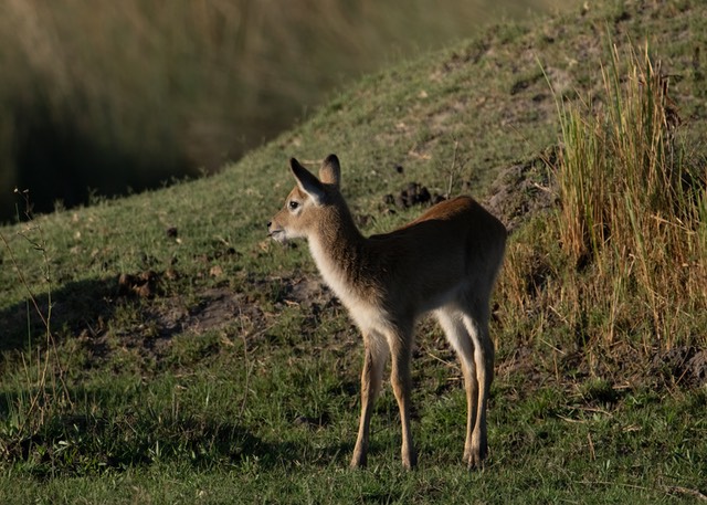 Botswana - Okavango - Xugana -20230926-1735-AnthonyMedici-Z80 5317