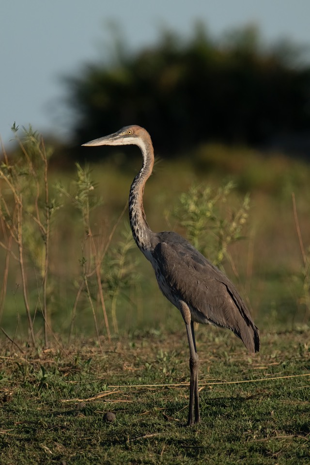 Botswana - Okavango - Xugana -20230926-1753-AnthonyMedici-Z80 5697