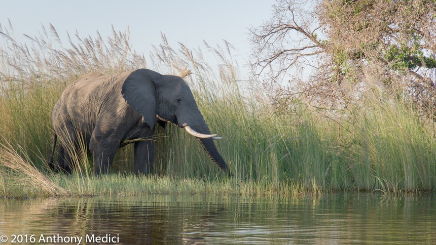 bythom 8-11-okavango-am-5.jpg