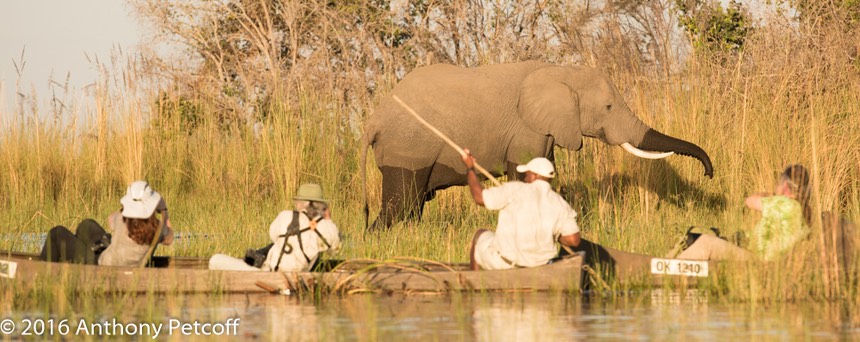 bythom 8-11-okavango-ap-1.jpg