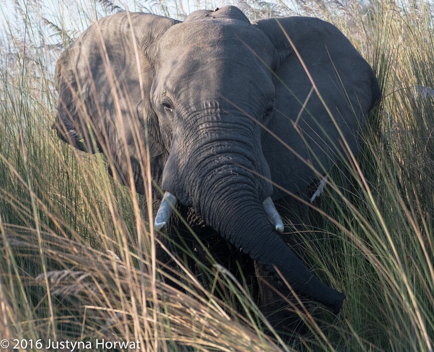 bythom 8-11-okavango-jh-5.jpg