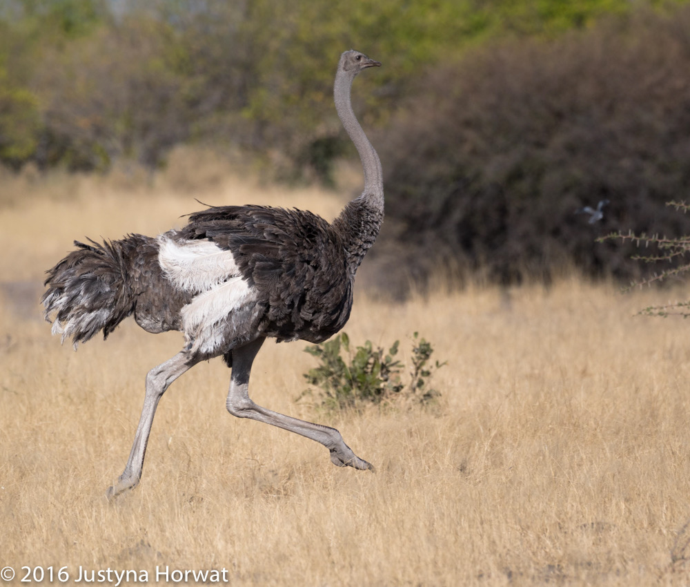 bythom 8-12-okavango-jh-5.jpg