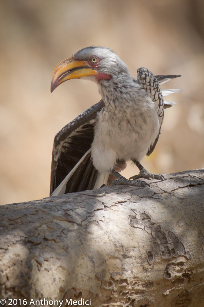 bythom 8-12-okavango-tm-6.jpg