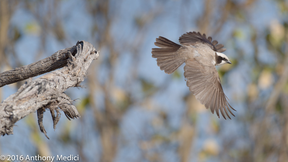 bythom 8-12-okavango-tm-7.jpg