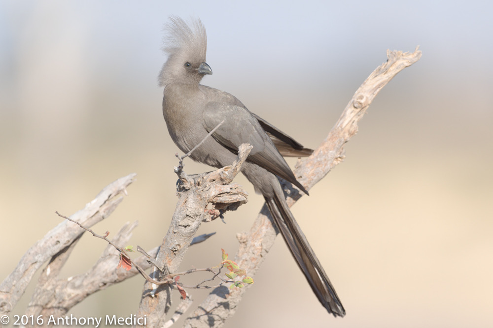 bythom 8-13-okavango-am-3.jpg