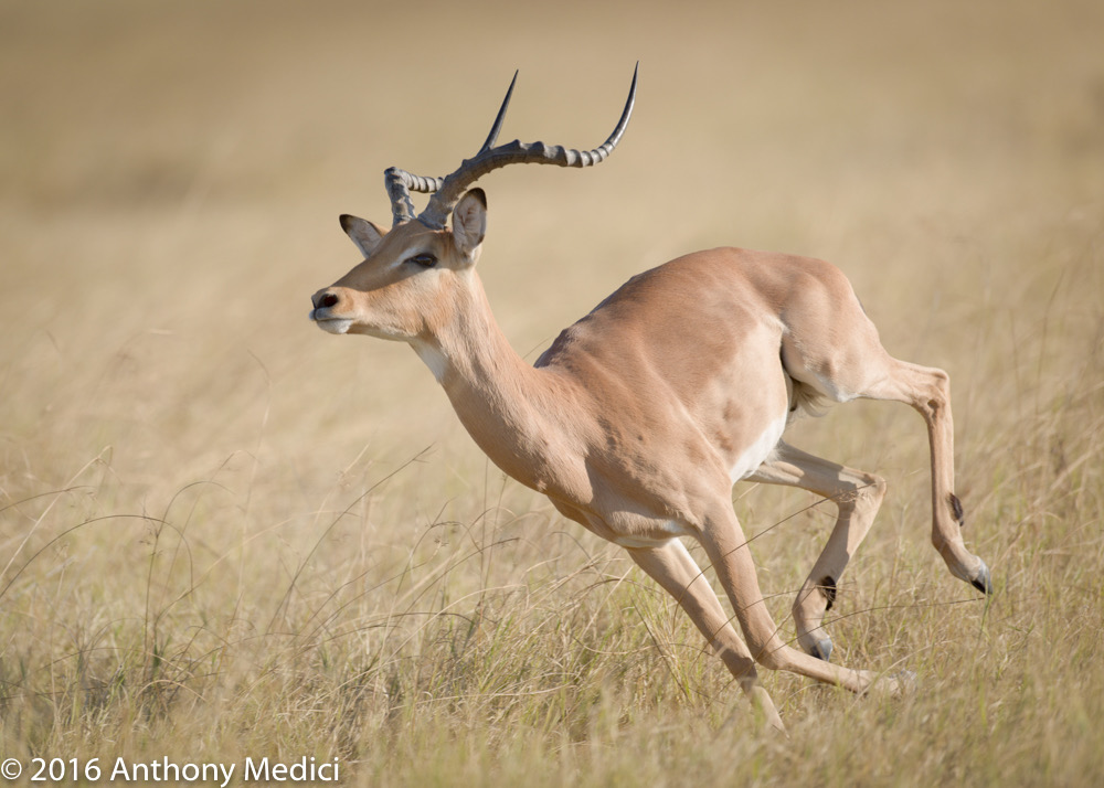 bythom 8-13-okavango-am-8.jpg