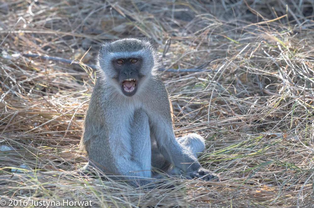 bythom 8-14-okavango-jh-2.jpg