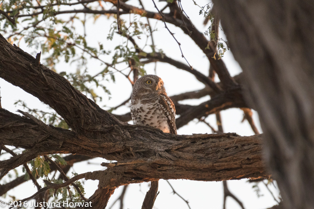 bythom 8-14-okavango-jh-4.jpg