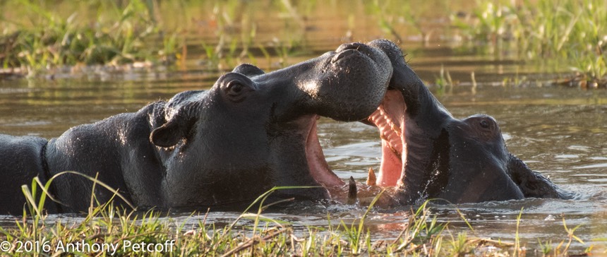 bythom 8-16-okavango-ap-10.jpg