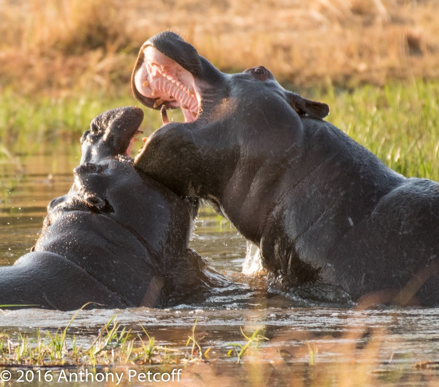 bythom 8-16-okavango-ap-11.jpg