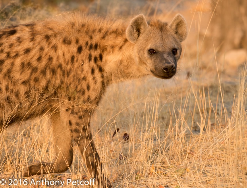 bythom 8-16-okavango-ap-9.jpg