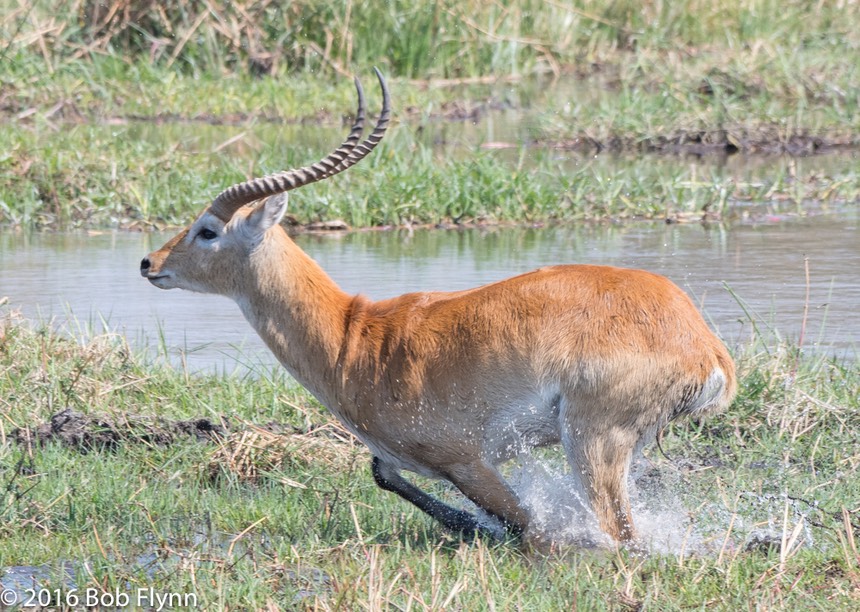 bythom 8-16-okavango-bf-2.jpg