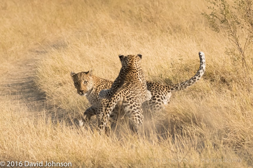 bythom 8-16-okavango-dj-4.jpg