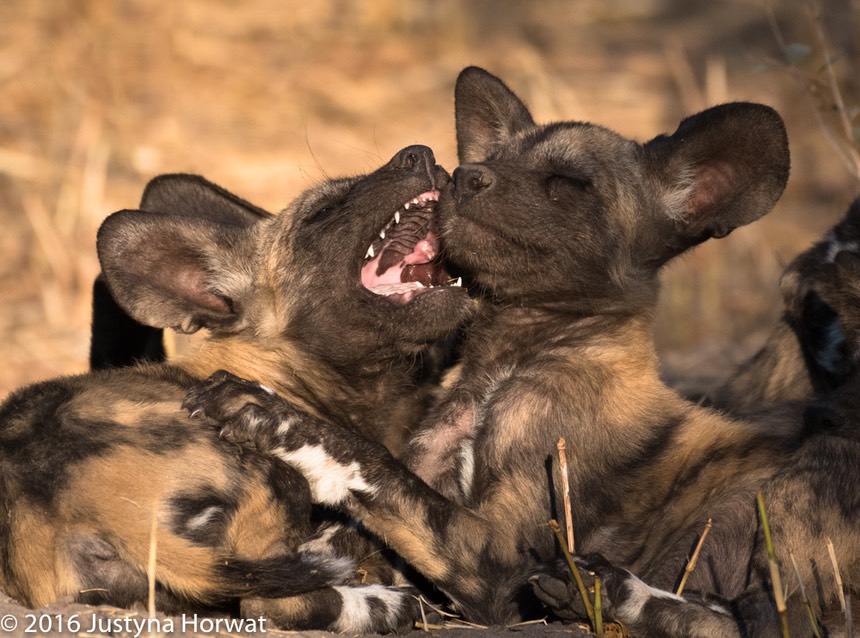 bythom 8-16-okavango-jh-2.jpg