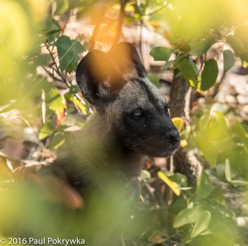 bythom 8-16-okavango-pp-3.jpg