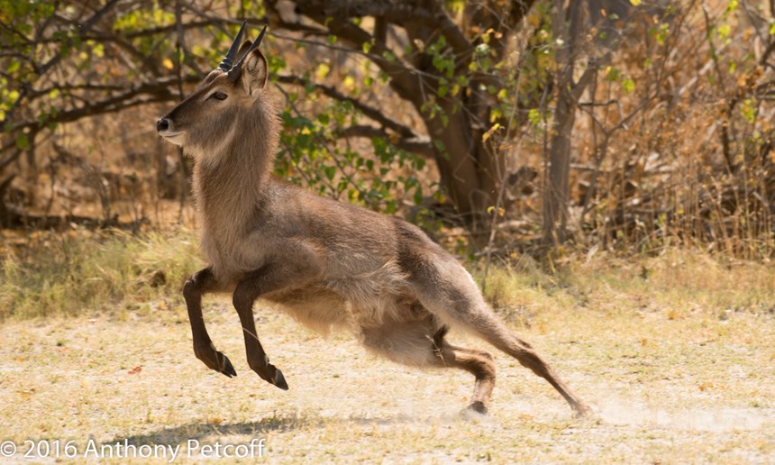 bythom 8-17-okavango-ap-2.jpg