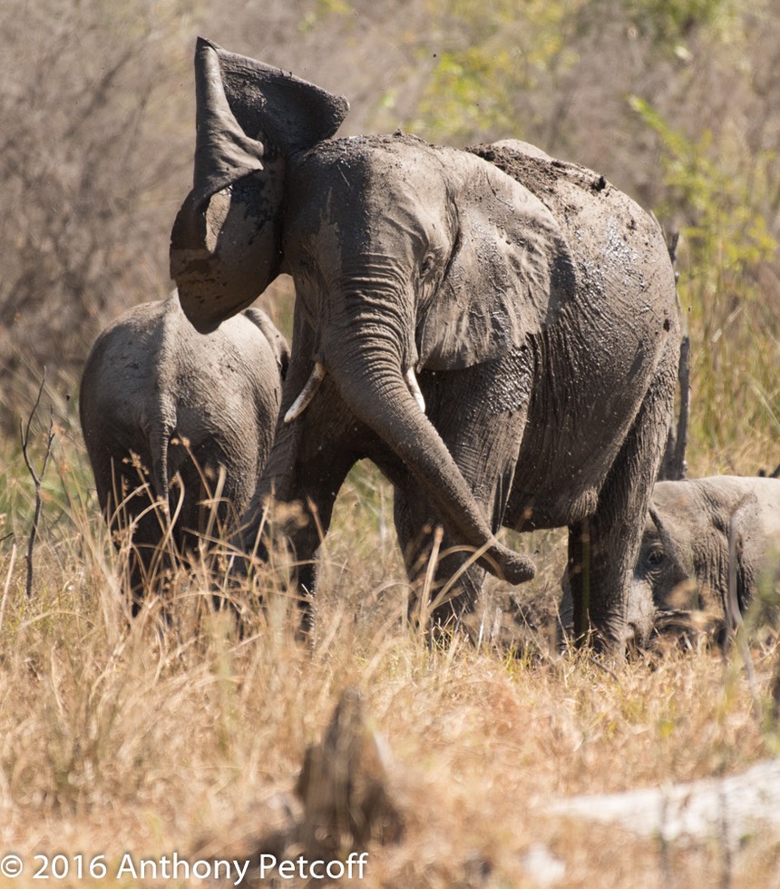 bythom 8-17-okavango-ap-5.jpg