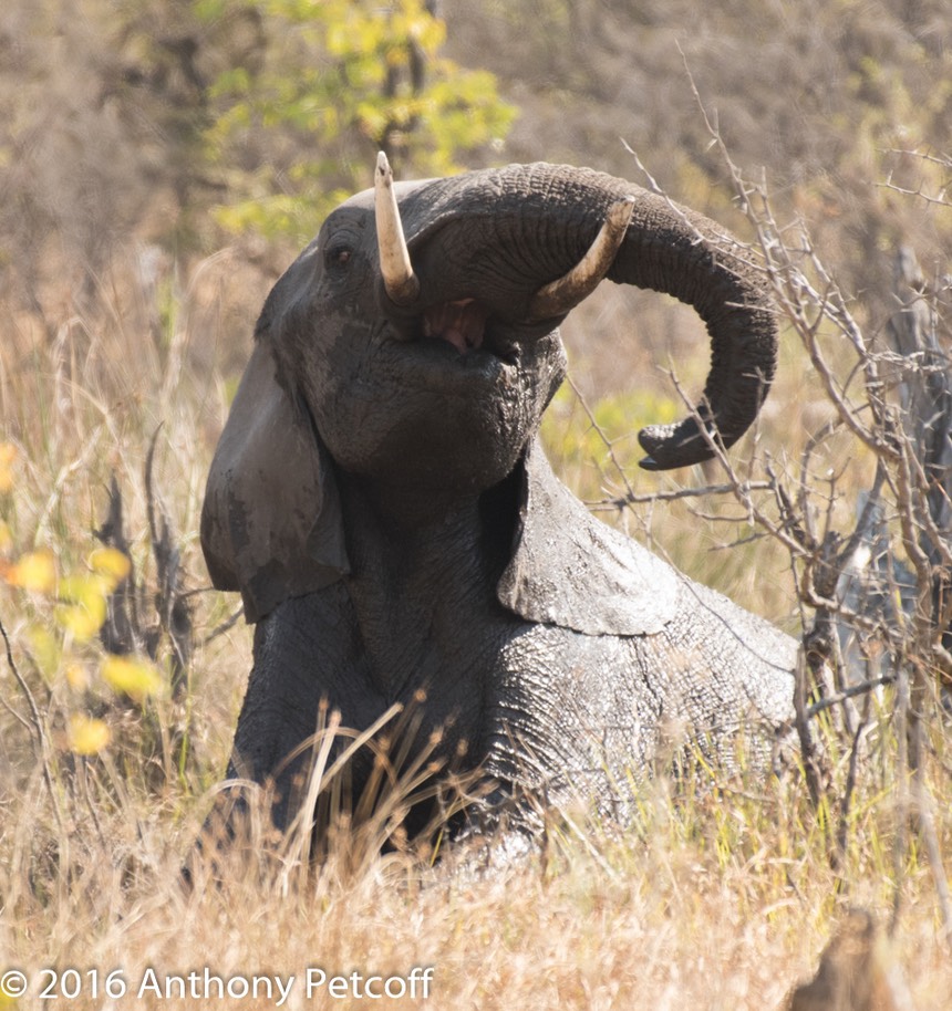 bythom 8-17-okavango-ap-6.jpg