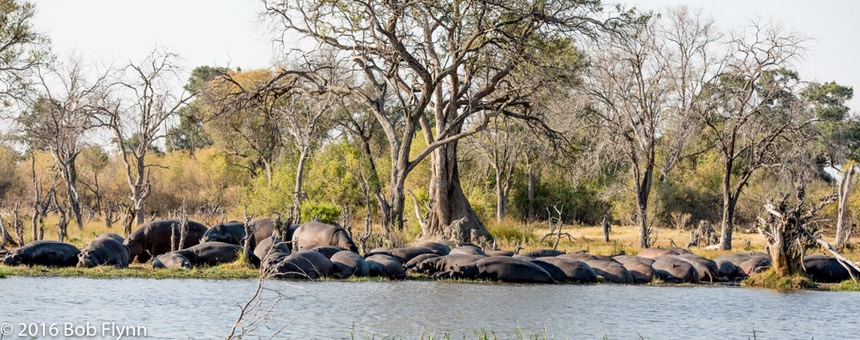 bythom 8-17-okavango-bf-4.jpg