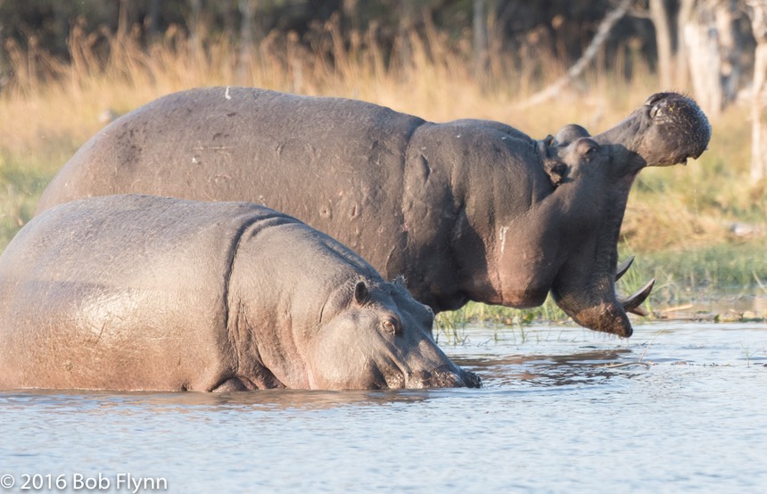 bythom 8-17-okavango-bf-6.jpg