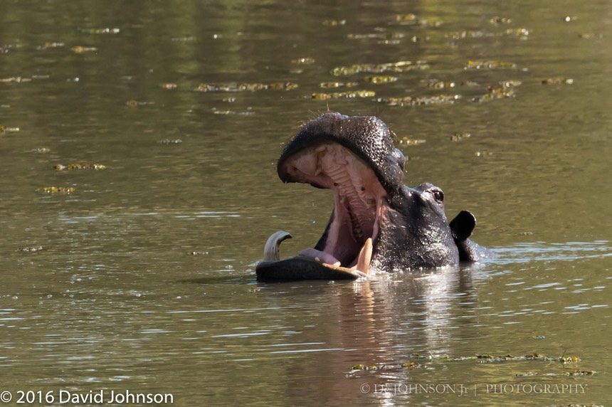 bythom 8-17-okavango-dj-2.jpg