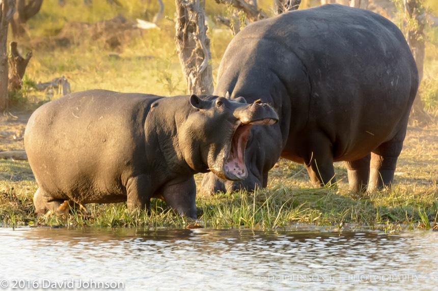 bythom 8-17-okavango-dj-3.jpg