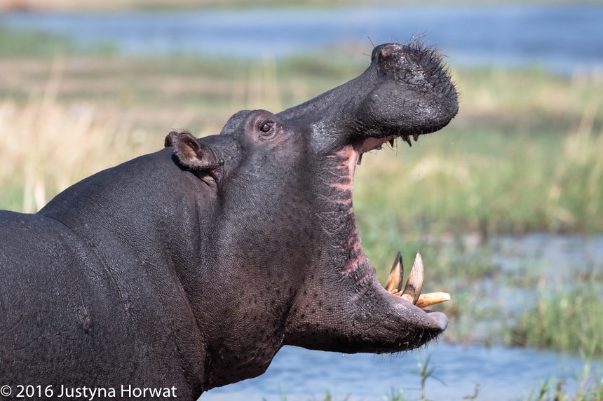 bythom 8-17-okavango-jh-5.jpg