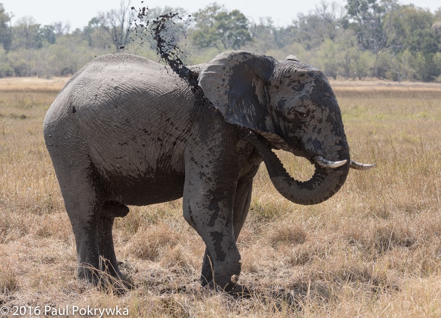 bythom 8-17-okavango-pp-2.jpg