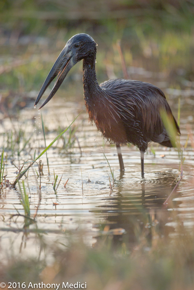 bythom 8-17-okavango-tm-2.jpg