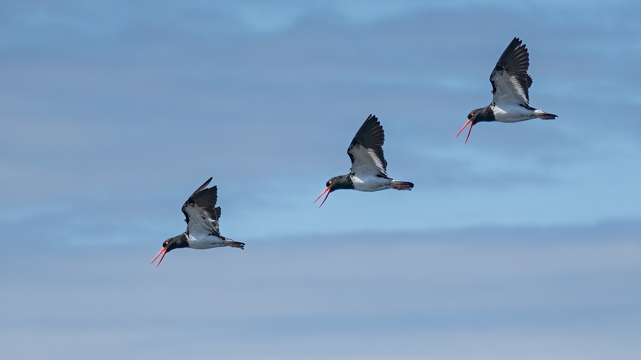 bythom INT Galapagos Dec2017 D850 19031.jpg