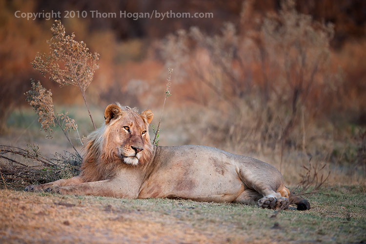 INT AF Botswana 2010 D3 01537.JPG