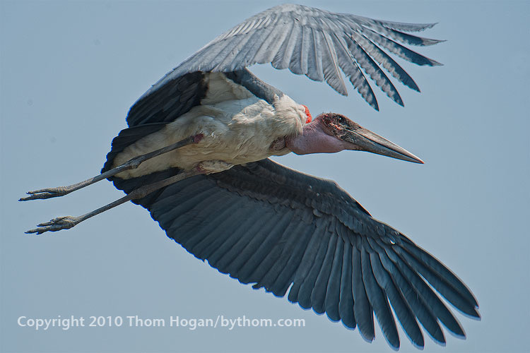 INT AF Botswana 2010 D3 01928.JPG