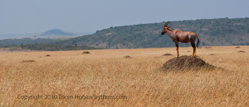 INT Kenya Mara 2009 D90 00318.JPG