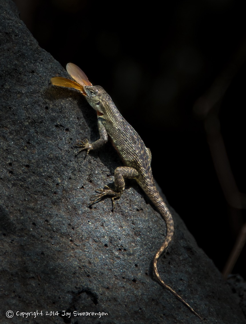 JOY - Galapagos-Lava Lizard Eating a Bug & Parque Ctr Grounds 20140413  J6A9997.jpg